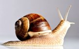239664-1604x988-snail.jpg 239664-1604x988-snail.jpg